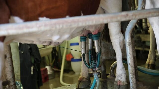 Traie d'une vache en utilisant une machine dans une ferme. Le lait est pr&eacute;lev&eacute; gr&acirc;ce &agrave; un robot install&eacute; sur les pies.