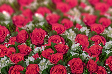 Red roses, white Alstroemeria, Gypsophila elegans in bouquets. Festive decoration.