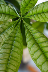Naklejka na ściany i meble close up of green leaf