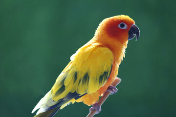 Beautiful bird, Sun conure parakeet (Aratinga solstitialis) on green background
