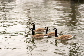 country goose family