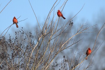 Cardinals red bird tree
