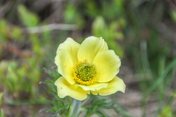 Flores del Pirineo. Andorra. Estanys de Juclà