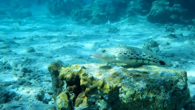 Sandperch fish lies on coral reef in sunlights. Speckled Sandperch (Parapercis hexophtalma), Slow motion. Red Sea