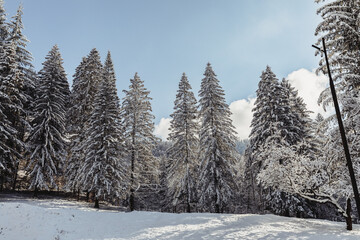 Winter fir and pine forest covered with snow after strong snowfall at the beginning of winter