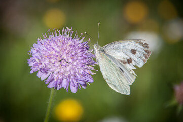 Mariposa posada en una flor lila. Pirineo