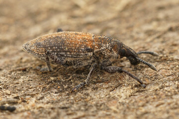 Detailed close up of one of the many weevils , Coleoptera, from Southern France