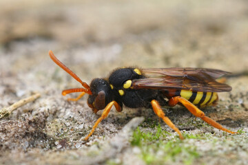 Close up of a female Painten Nomada bee ( Nomada fucata ) a cleptoparsite species that host the Yellow legged mining bee ( Andrena flavipes)