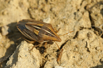 A colorful bug , Aelia kluggi, crawling on the ground in Southern France 