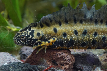 Close up of a colorful adult male Danube crested newt, Triturus dobrogicus