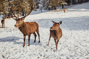 Obraz premium Male deer, and several deer in the wonderful winter landscape
