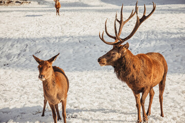 Naklejka na ściany i meble Male deer, and several deer in the wonderful winter landscape