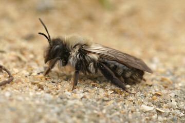 A fresh emerged female grey mining bee, Andrena vaga on loose soil in the spring 