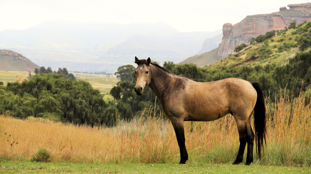 Landscape photo of wild horse on a farm. near Golden Gate. 