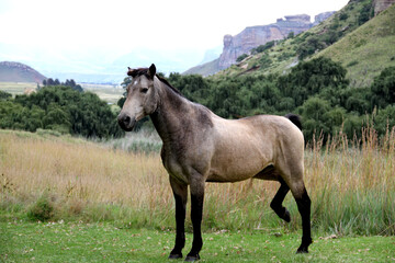 Obraz na płótnie Canvas Landscape photo of wild horse on a farm. near Golden Gate. 
