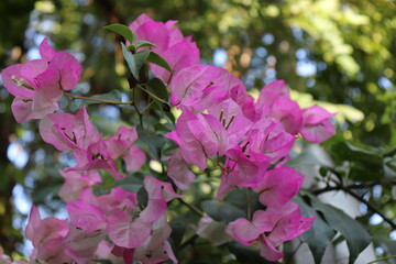 pink and white lilac flowers.