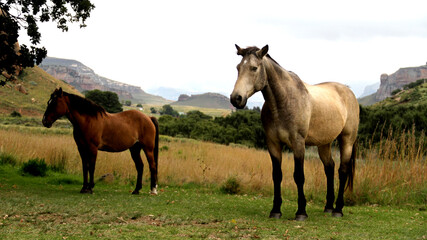 Landscape photo of wild horse on a farm. near Golden Gate. 