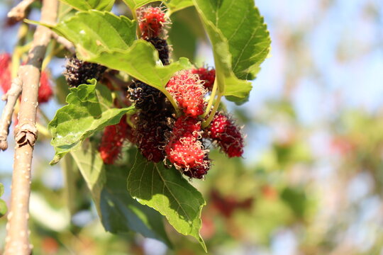Mulberry and leaves in the garden