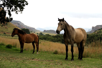 Fototapeta premium Landscape photo of wild horse on a farm. near Golden Gate. 