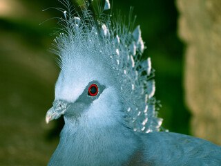 Beautiful Blue Bird Portrait