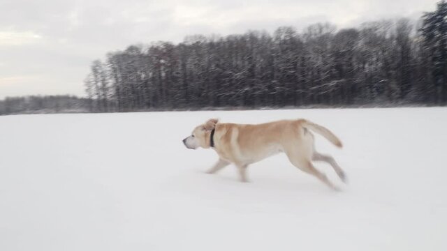 Happy dog in snow. Active old labrador retriever running during winter  day.