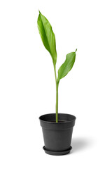 Fresh growing turmeric plant isolated on white background