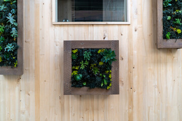 plants on a tree in a window