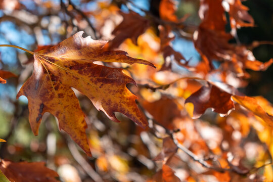 Close up view of plane tree dry leaf in autumn background.