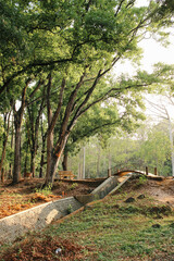 Fototapeta premium Bridge by the forest