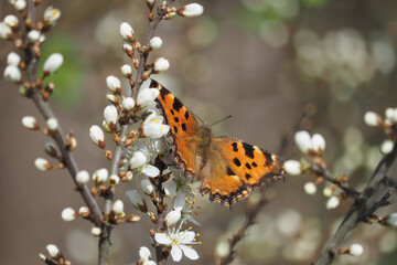 The Small Tortoiseshell (Aglais urticae) on some flowers