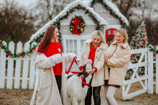 Three young pretty women in white and red winter clothes posing with small white and black bull against decorated ranch under the snowing.