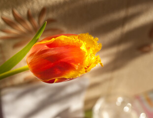 Red-yellow Tulips in the Sun