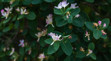 Pink flowers of honeysuckle in summer on green background