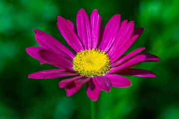 Flowers pink pyrethrum closeup on green background in summer