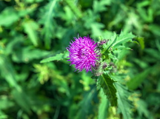 Flower Thistle closeup