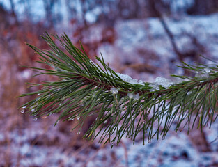Tannenzweig mit Schnee