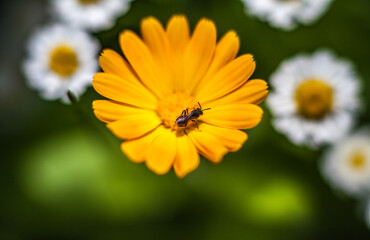 Orange calendula flower with insect closeup