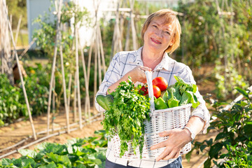 Joyful elderly woman harvesting vegetables in a basket. High quality photo