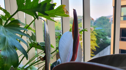 New growth of leaf at the balcony.