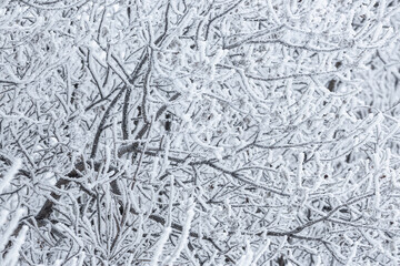 Snow and rime ice on the branches of bushes. Beautiful winter background with trees covered with hoarfrost. Plants in the park are covered with hoar frost. Cold snowy weather. Cool frosting texture.