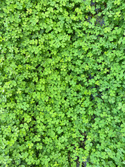 Obraz premium Close up of Marsilea Four leafed clover