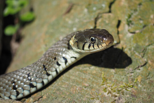 The grass snake (Natrix natrix), found near the Rhein in Germany