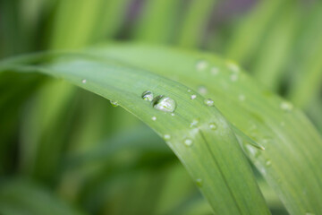 Sparkling raindrops on elongated iris leaf. Leaf covered with water drops after rain. Dew droplets on bearded iris leaf. Macro wallpaper with blurred background and copy space.
