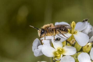 Side close-up of the bee Anthophora plumipes sucking nectar on a white flower.