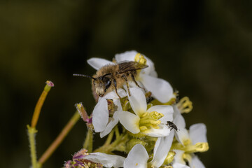 Side close-up of the bee Anthophora plumipes sucking nectar on a white flower.