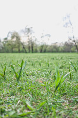 green grass on the field