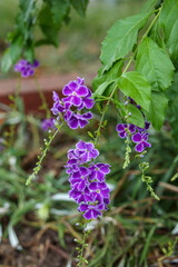 紫の小さな花　デュランタ　ハリマツリ
