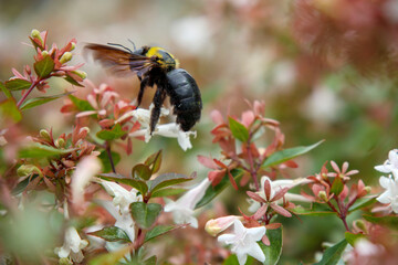 ハナゾノツクバネウツギの白い花とクマバチ