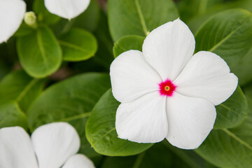 ニチニチソウ（日々草）