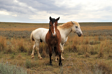 Fototapeta na wymiar A photo of horses in a beautiful landscape on farms in South Africa. 